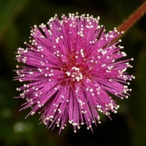 flor de la mimosa 