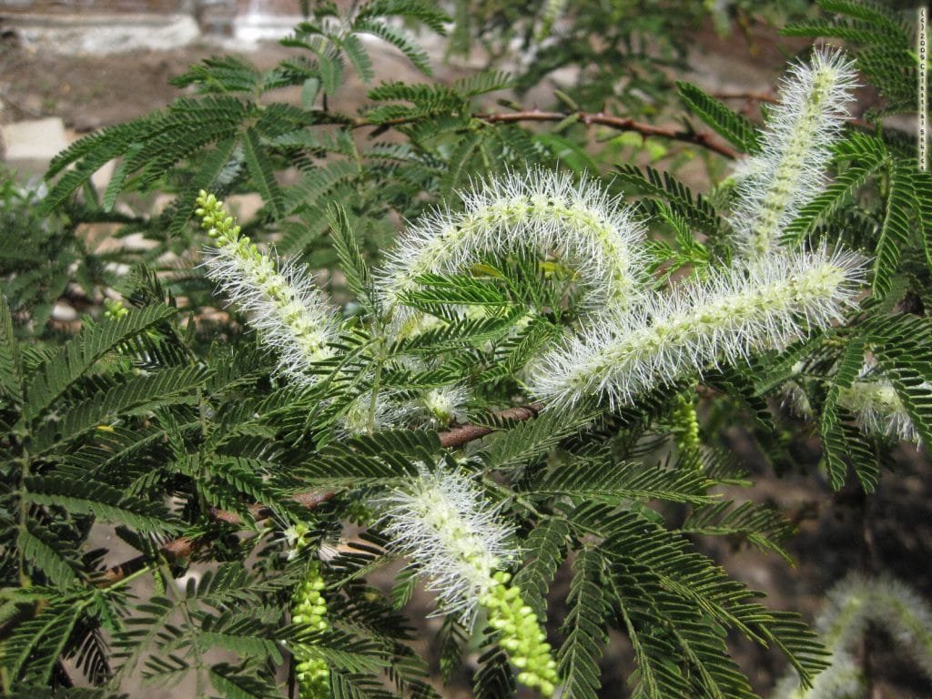 Mimosa verrucosa