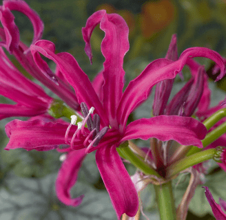 Nerine: Todo lo que debes saber acerca de este género de flores