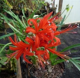 Nerine sarniensis: Todo lo que debes saber de la especie