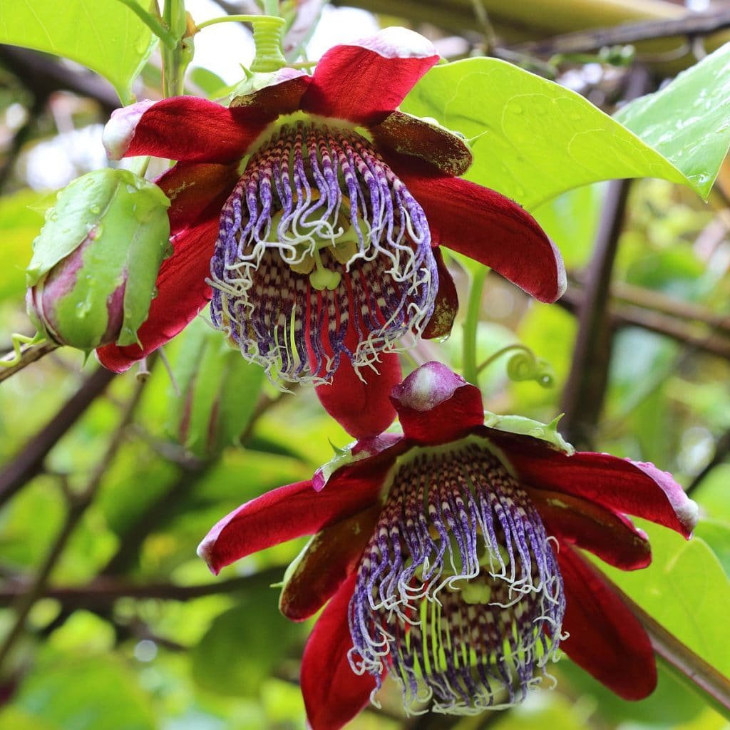 passiflora