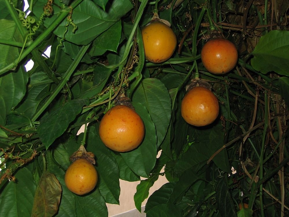 passiflora