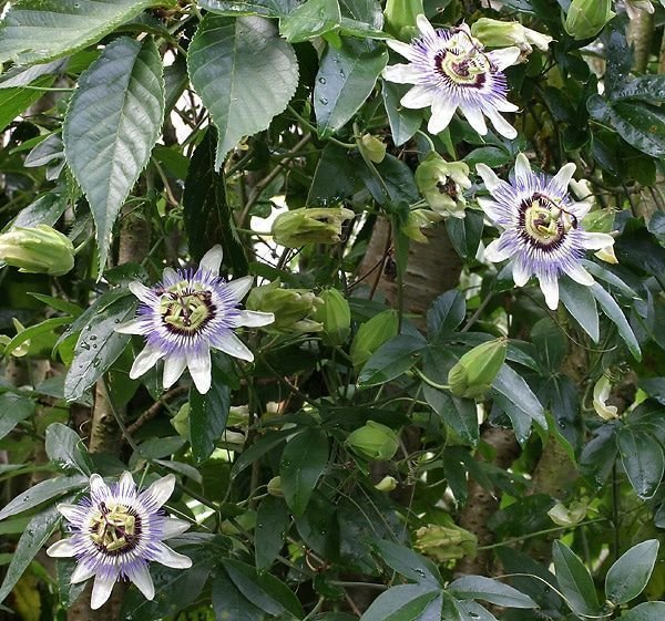 passiflora