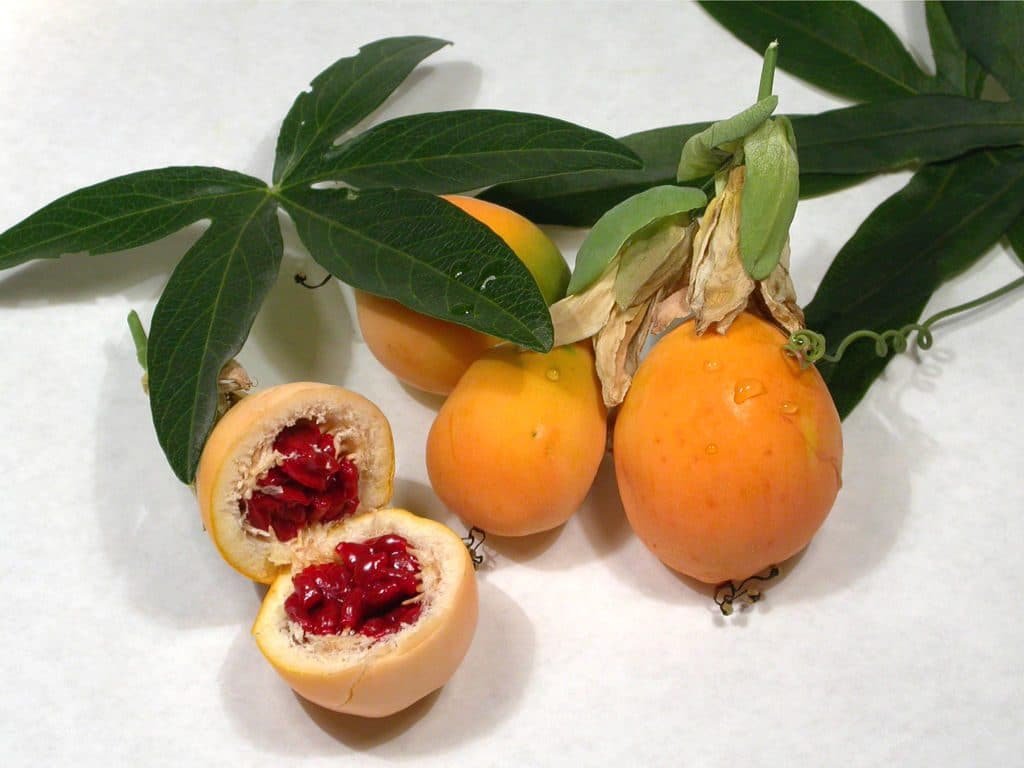 passiflora