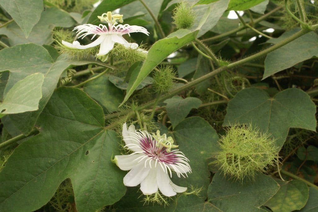 passiflora