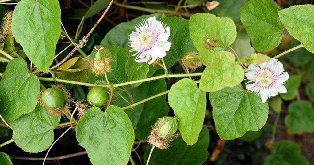 passiflora