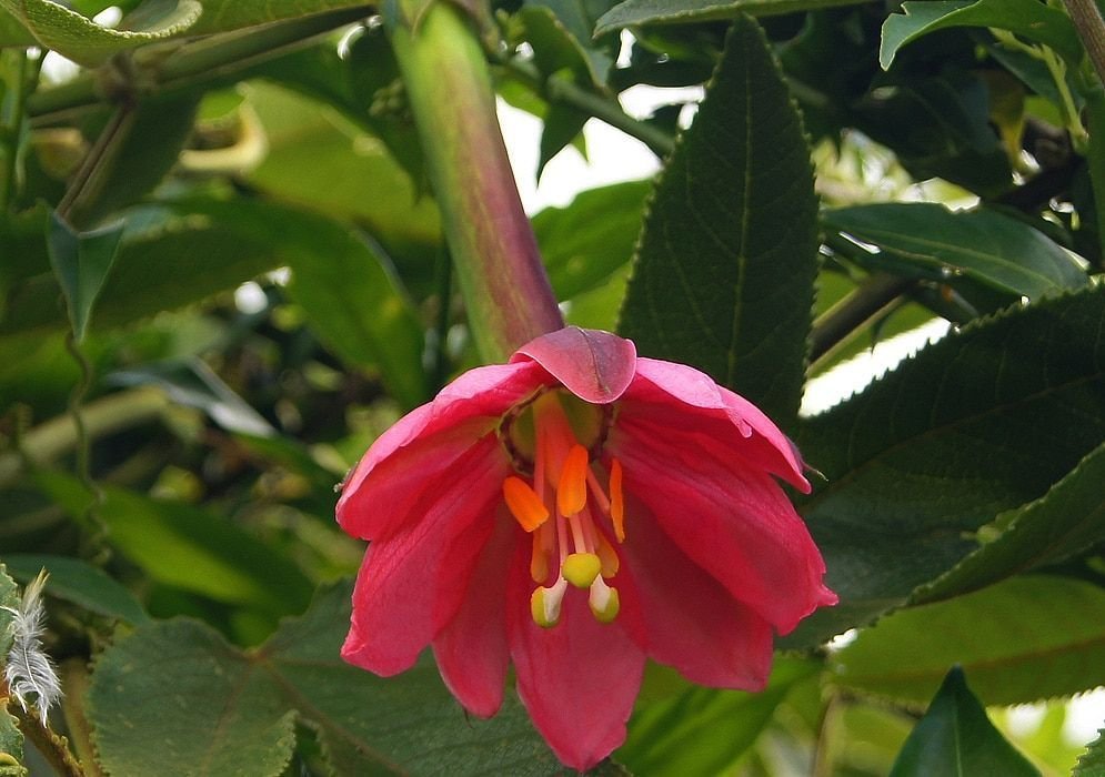 passiflora