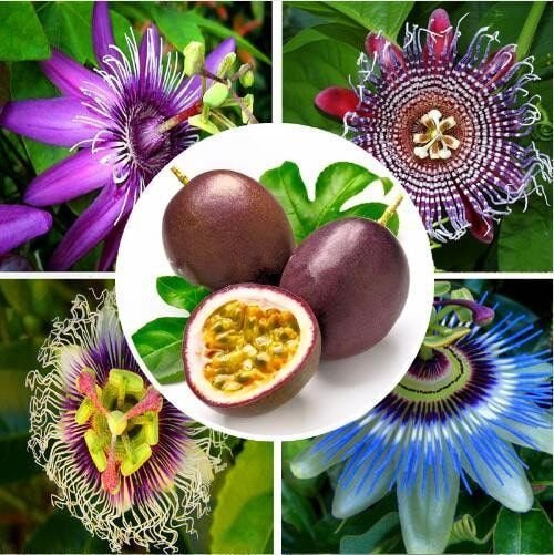 passiflora