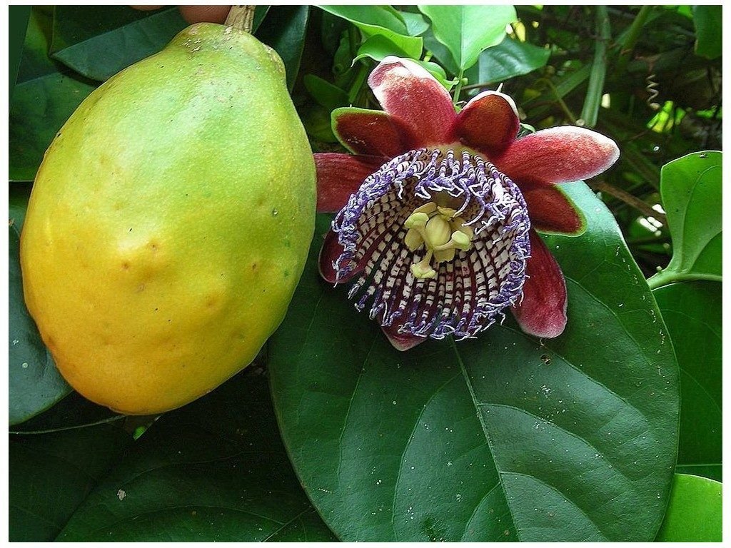 passiflora