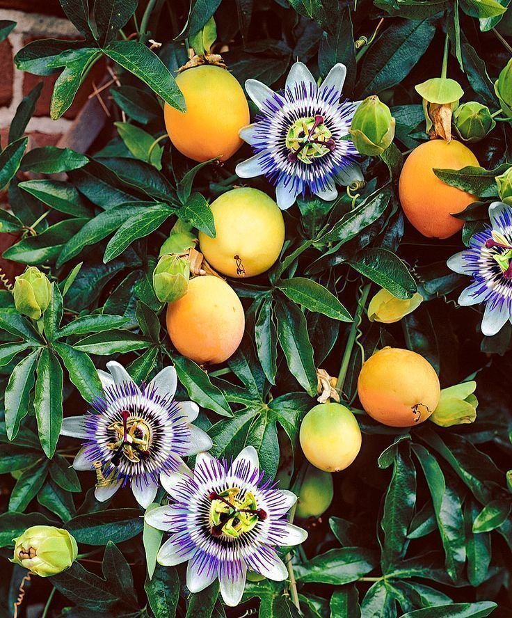 passiflora