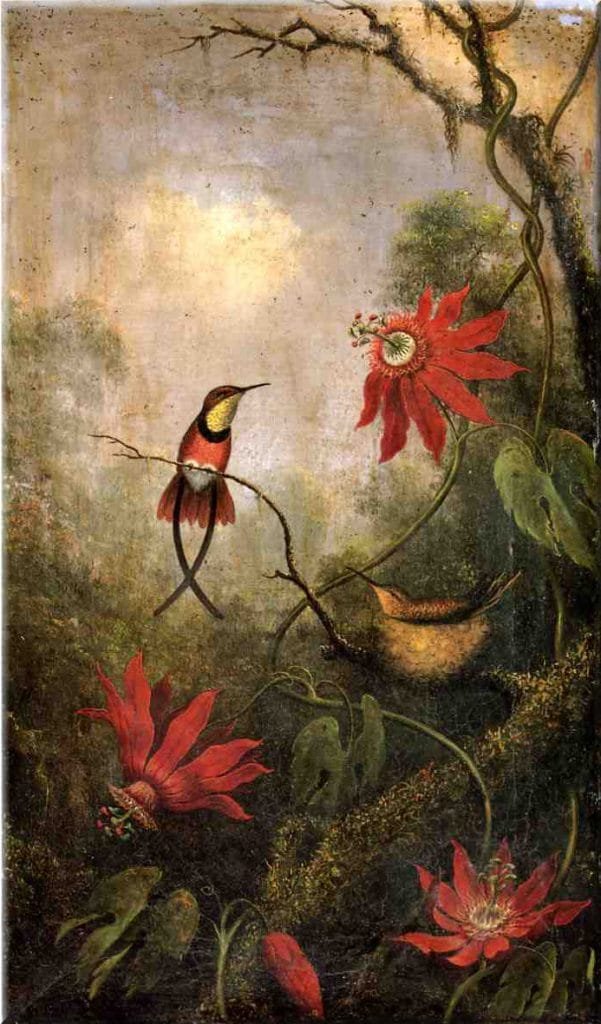 passiflora