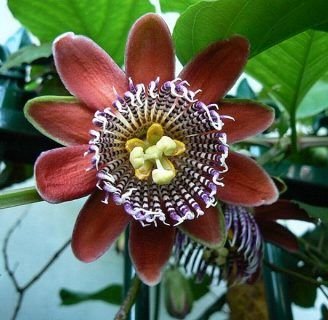Passiflora alata: Cuidados, fruto y más acerca de esta especie trepadora
