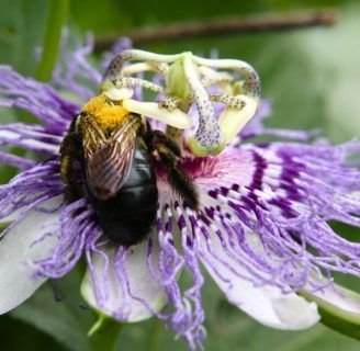 Passiflora caerulea: Propiedades medicinales, fruto, infusión, semillas y más