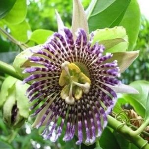 Passiflora ligularis: Propiedades, cultivo y más acerca de esta planta trepadora