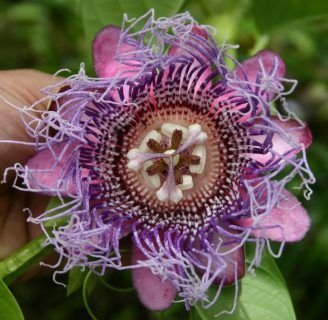 Passiflora quadrangularis: Todo lo que debes saber de las especie