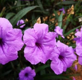 Petunias mexicanas: Todo lo que debes saber de esta especie