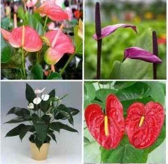 Planta de anthurium: Lo que debes saber de esta flor
