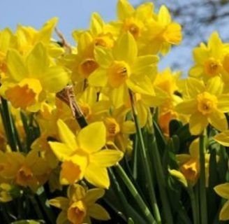 Narcisos: Cuidados, plantación, leyenda y mucho más