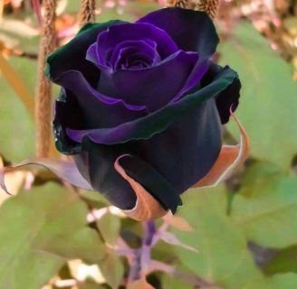 Rosas exóticas: Todo lo que debes saber de estas flores