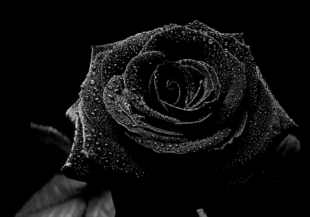 Rosas negras de Turquía: Todo lo que debes saber de esta rara especie