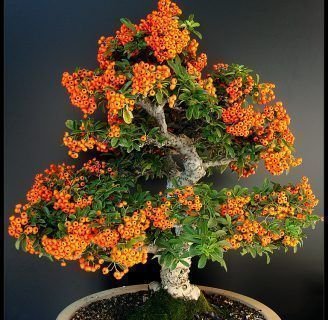 Hibiscus bonsai: Todo lo que debes saber de este diminuto árbol