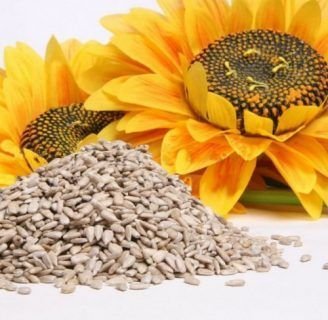 Semillas de girasol o Semillas de pipa: Características, beneficios y más