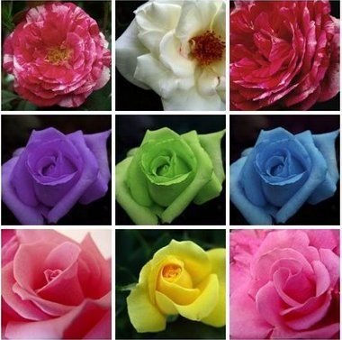 soñar con rosas