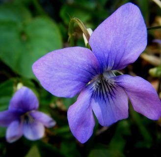 Viola odorata: Cuidados, cultivo, semillas y mucho más de la especie