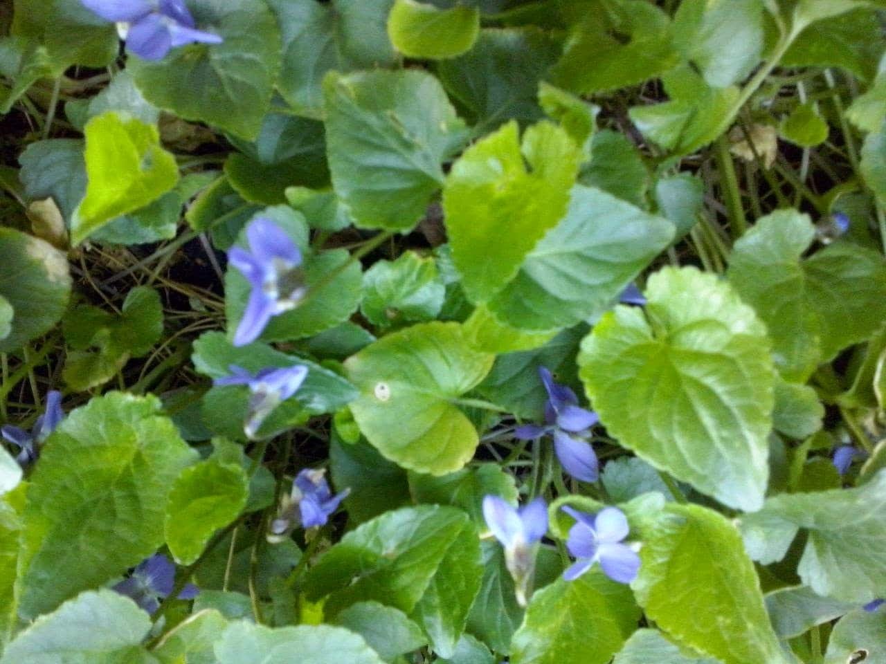 viola odorata-14