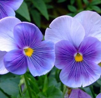 Violeta: Aprende como cuidar, cultivar, reproducir y más sobre esta flor