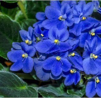 Violeta africana: Significado, características, cuidados, cultivos y más