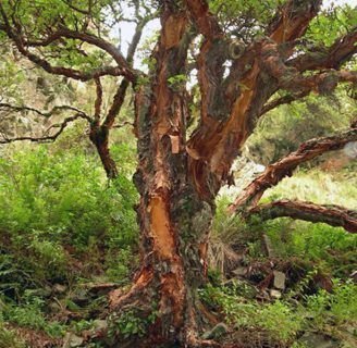 Descubre todo sobre el Tabaquillo