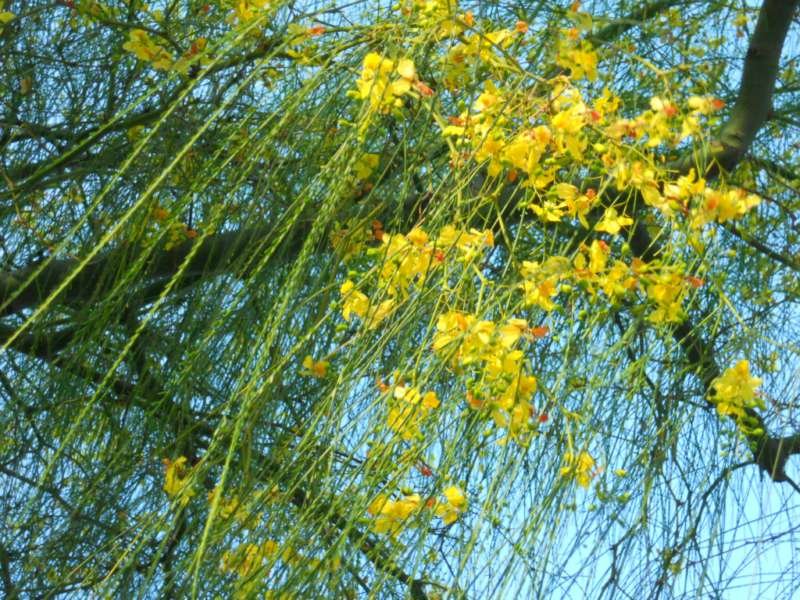 Parkinsonia 8