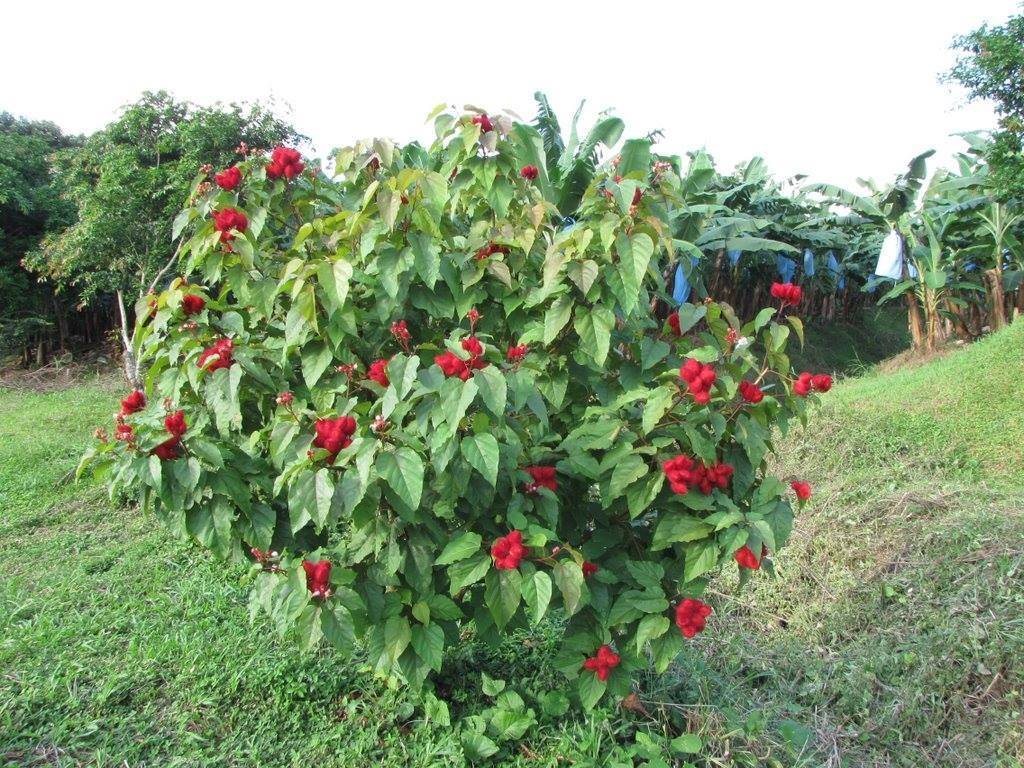 Achiote