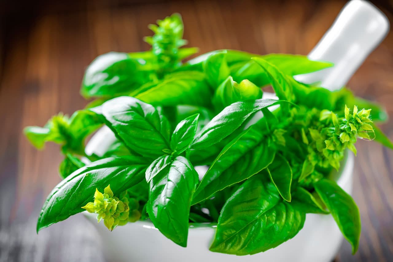 ALBAHACA: ¿qué es?, historia, origen, taxonomía y mucho más