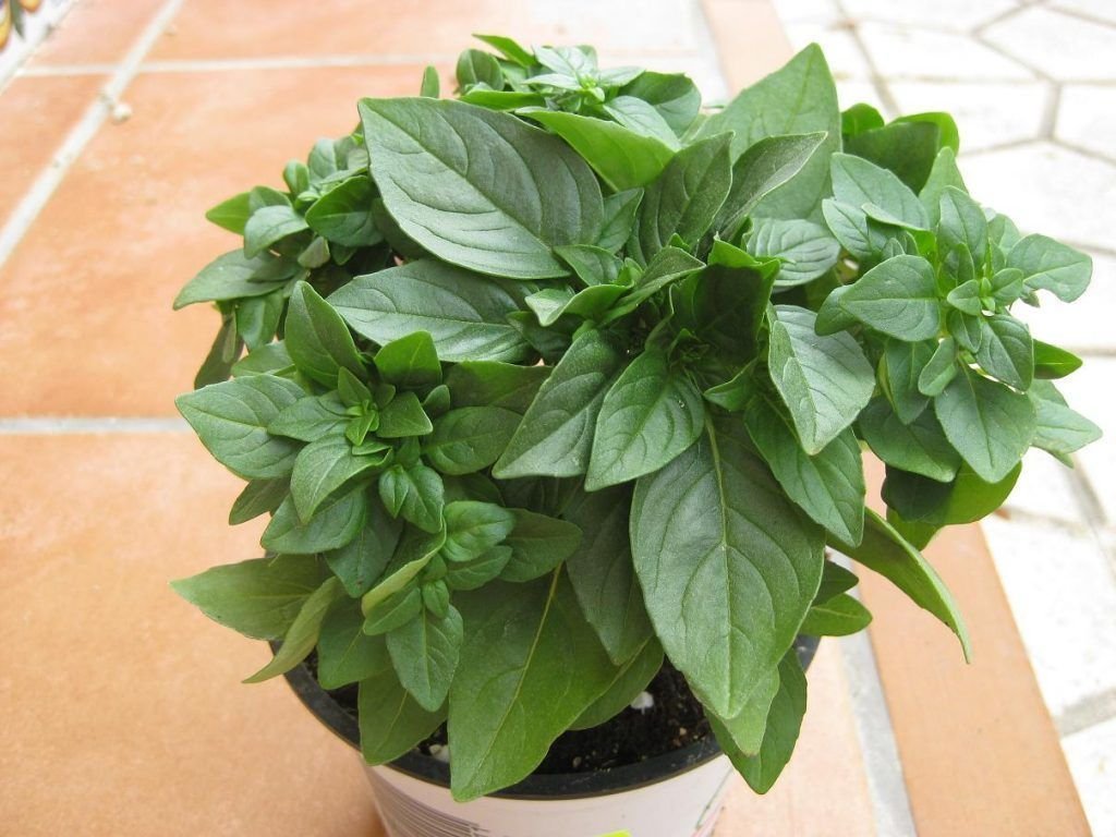 Albahaca