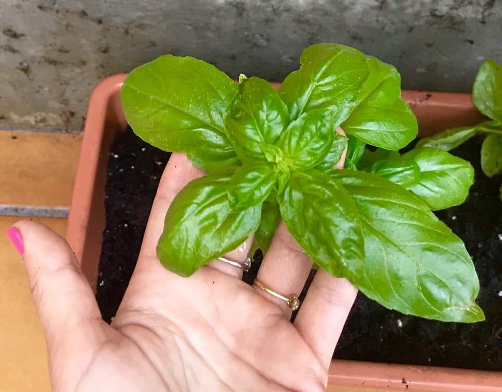 Albahaca