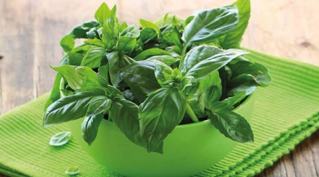 Albahaca