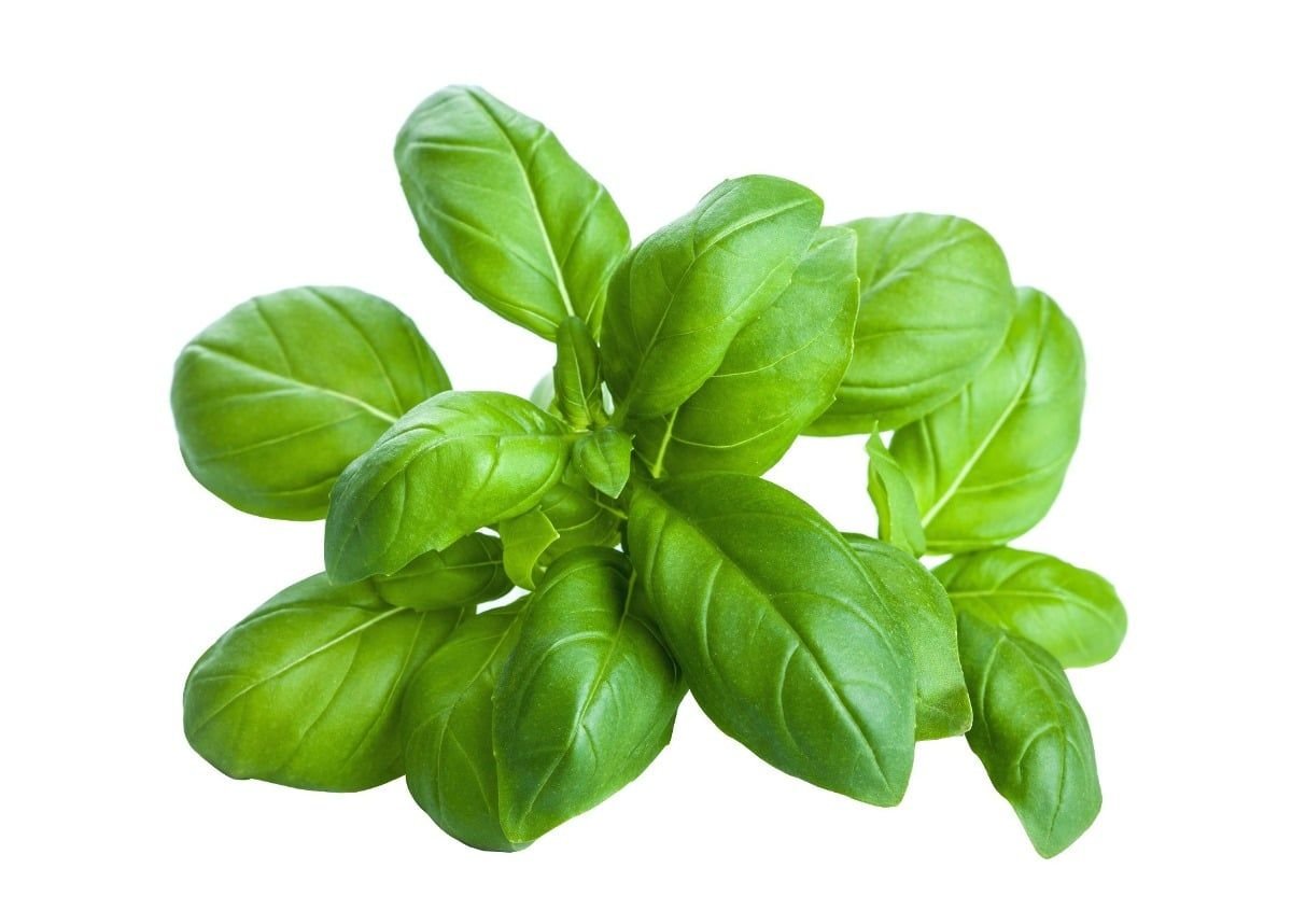 ALBAHACA: ¿qué es?, historia, origen, taxonomía y mucho más
