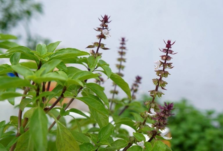 ALBAHACA: ¿qué es?, historia, origen, taxonomía y mucho más