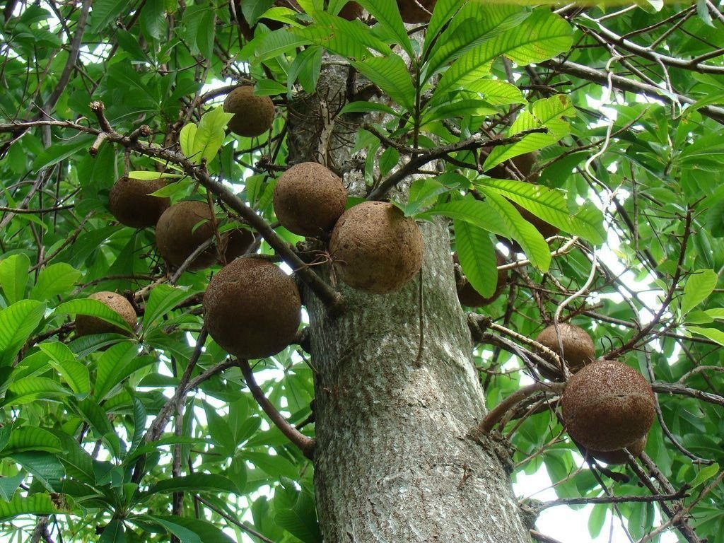 Descubre todo acerca de la BERTHOLLETIA EXCELSA aqui