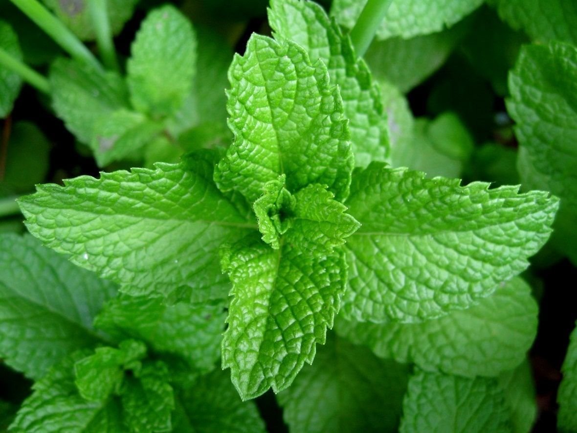 Lugar De Origen De La Hierbabuena hablemosdeflores.com