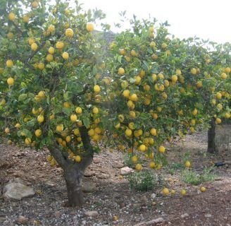 Limonero: Características, propiedades, cuidados, enfermedades, y más