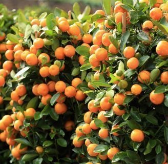 Mandarino: beneficios, fruto, cuidados, variedades, y más