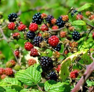 Morera: Características, nutrición, fruto, hojas y más