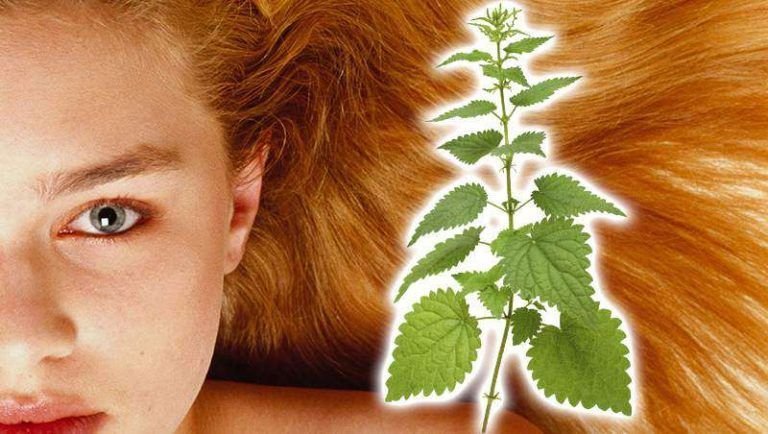 Ortiga Roots ORTIGA: ¿Qué es? Origen, taxonomía, beneficios y mucho más