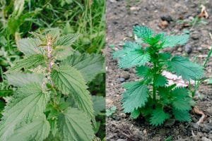 Ortiga Roots ORTIGA: ¿Qué es? Origen, taxonomía, beneficios y mucho más