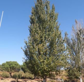 Populus: características, propiedades, usos, y mucho más