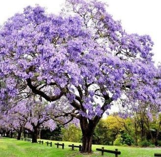 Paulownia tomentosa: características, propiedades, cuidados, y más