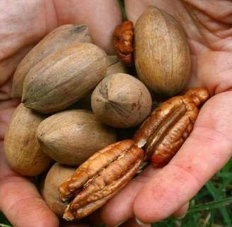 Pecan: origen, características, propiedades, beneficios, y más